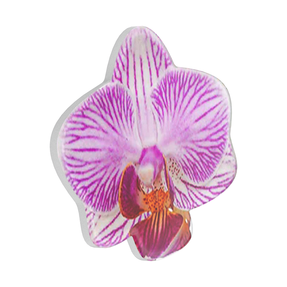 Lilio — PopTop - US 37922